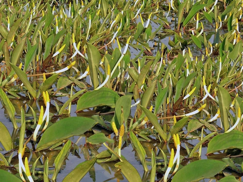 Goldkeule - Orontium aquaticum